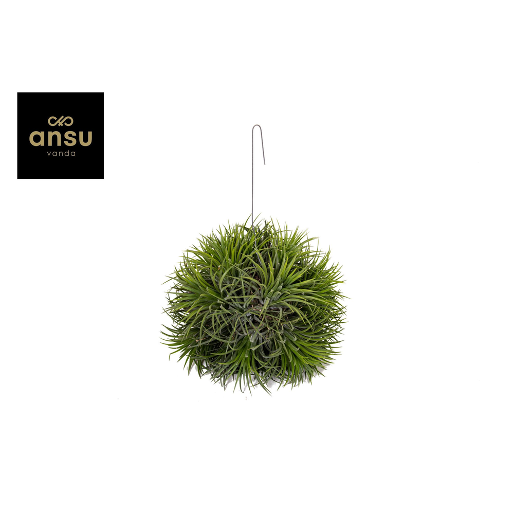 Tillandsia Magic Ball (XXL JUMBO).