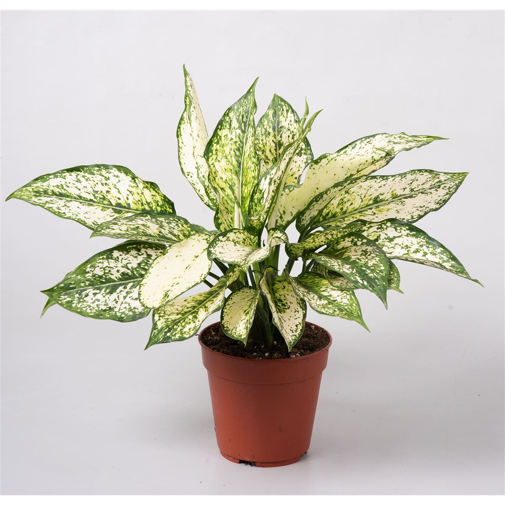 Aglaonema 'First Diamond'.