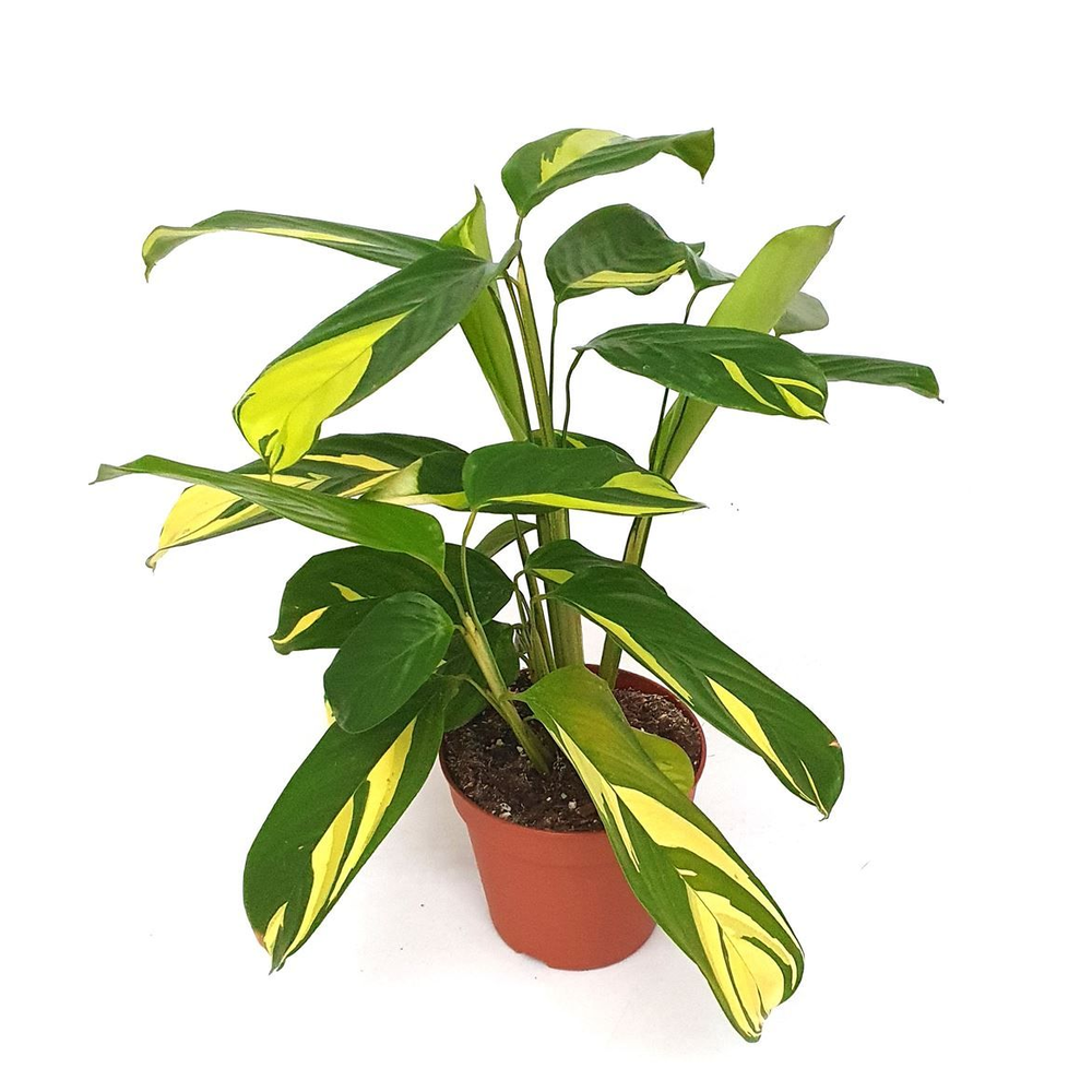 Ctenanthe lubbersianii.