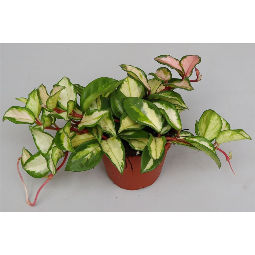 Hoya carnosa 'Tricolor'.