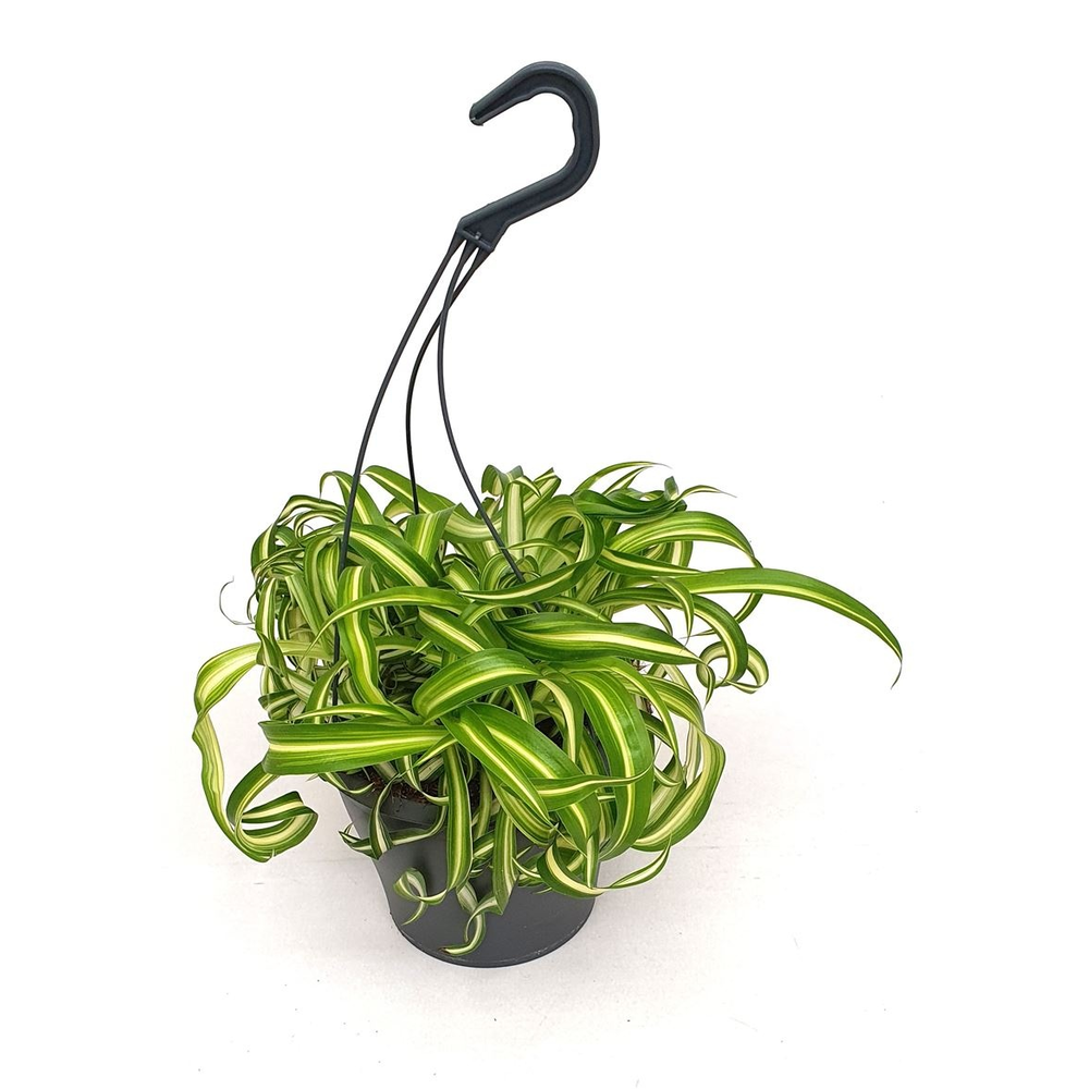 Chlorophytum com. 'Bonnie' hangpot.