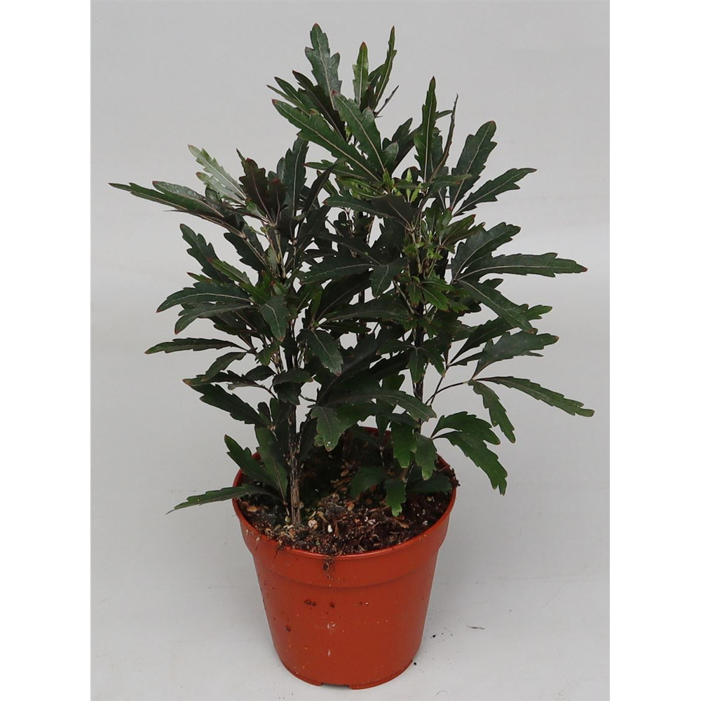 Dizygotheca eleg. 'Castor'.