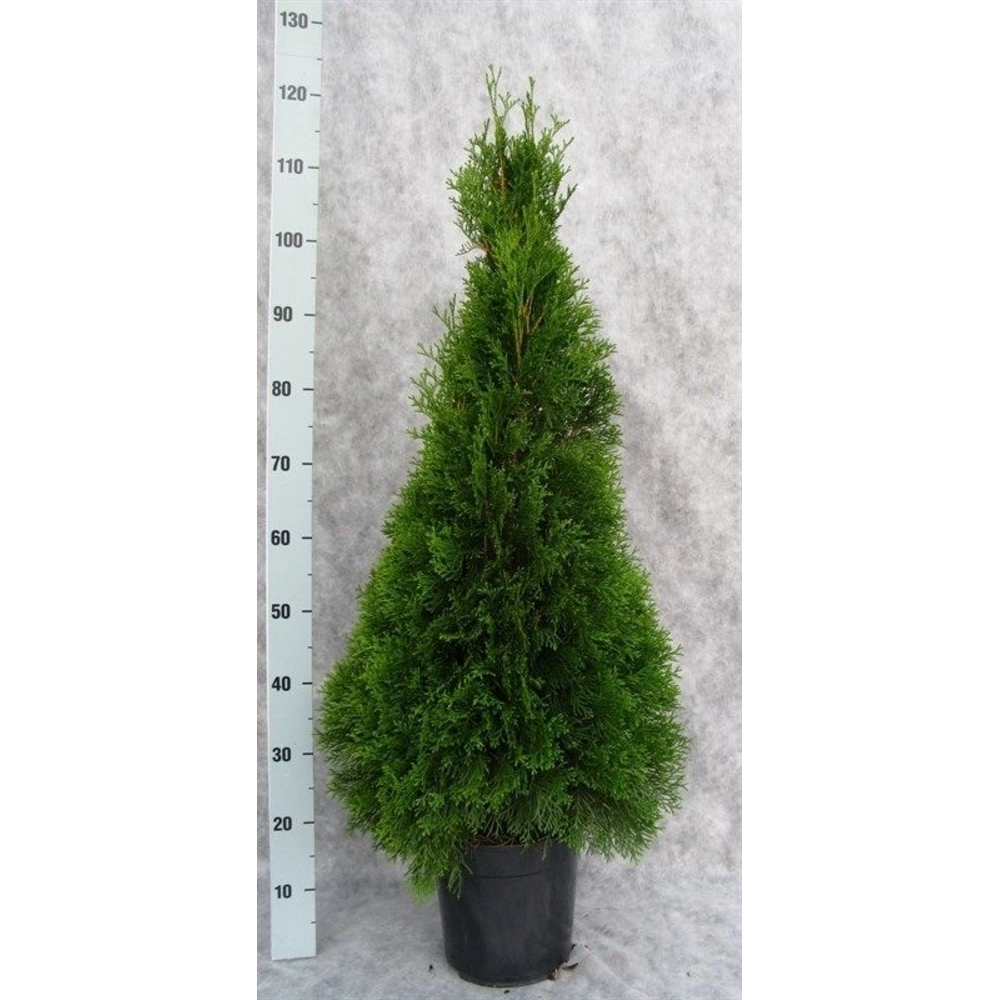 Thuja occidentalis 'Smaragd'.