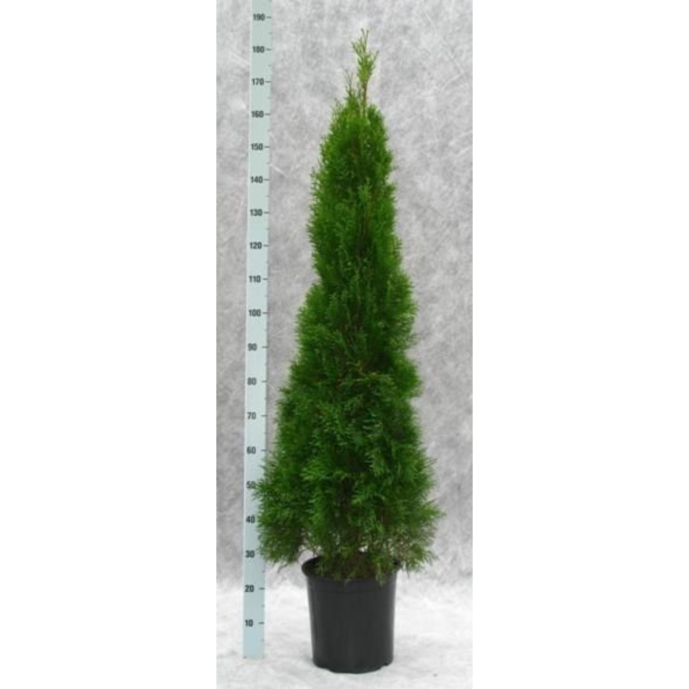 Thuja occidentalis 'Smaragd'.