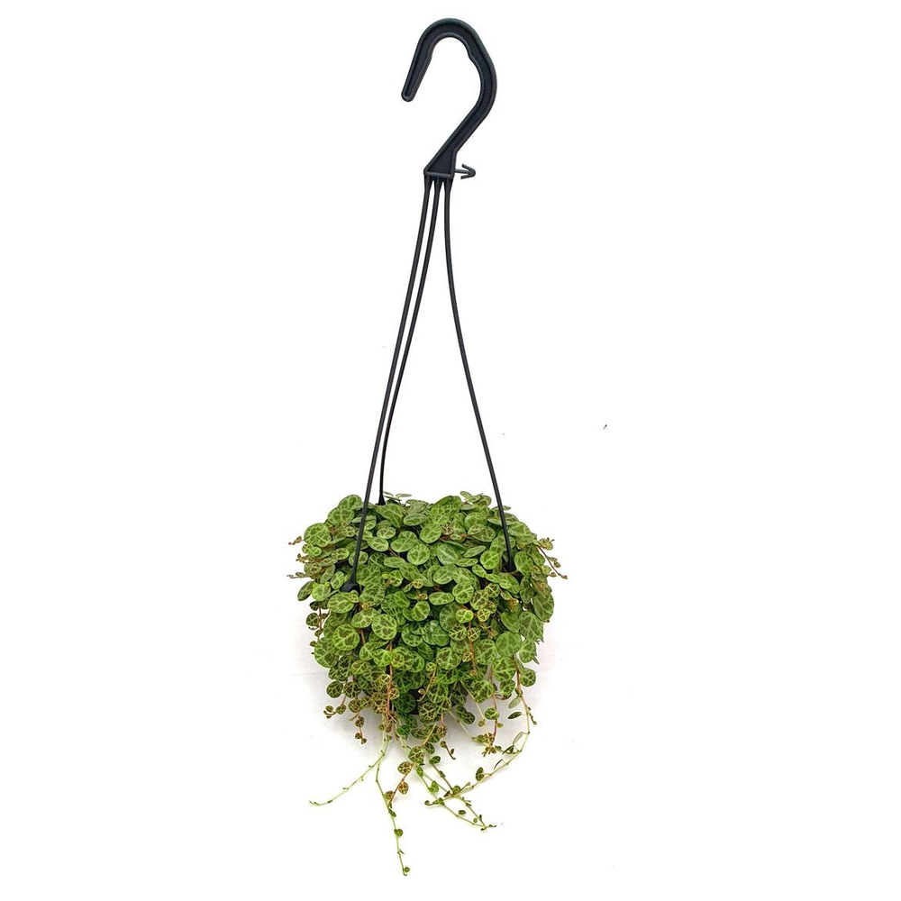 Peperomia 'String of Turtle'.