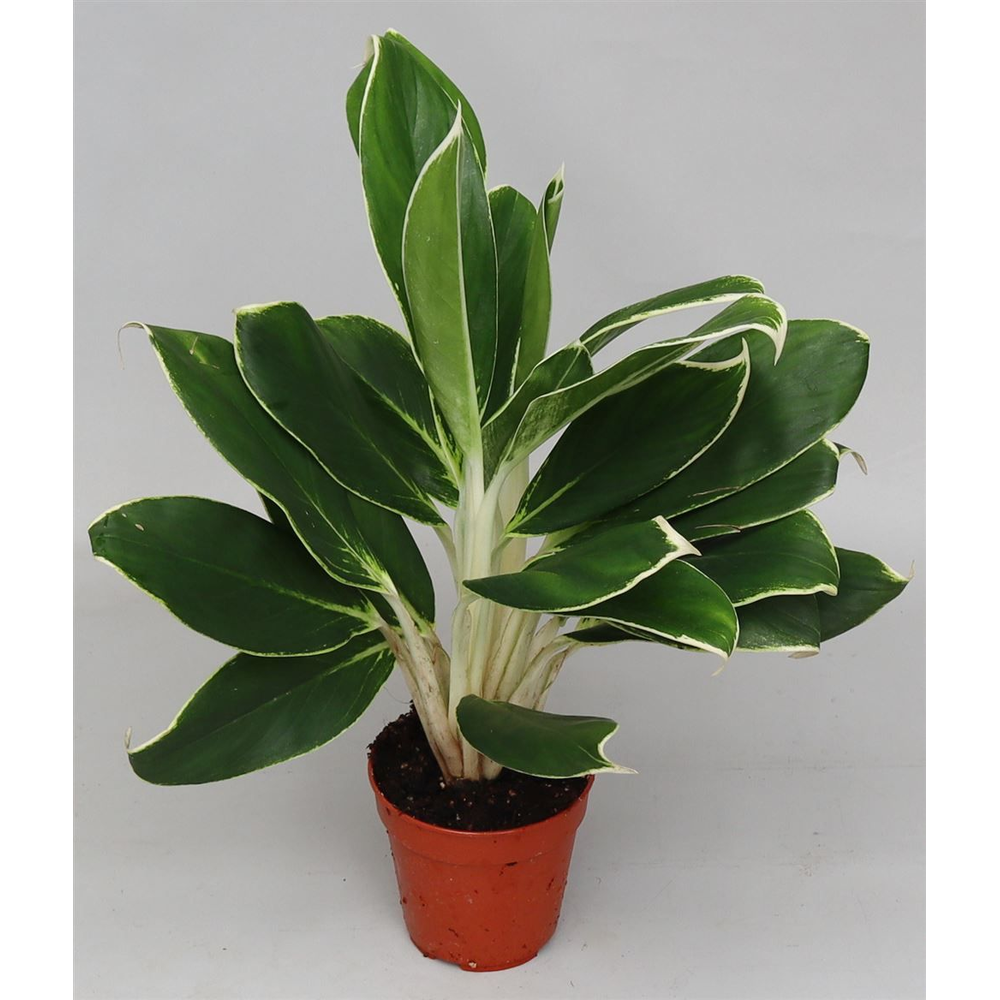 Aglaonema 'White Lime'.