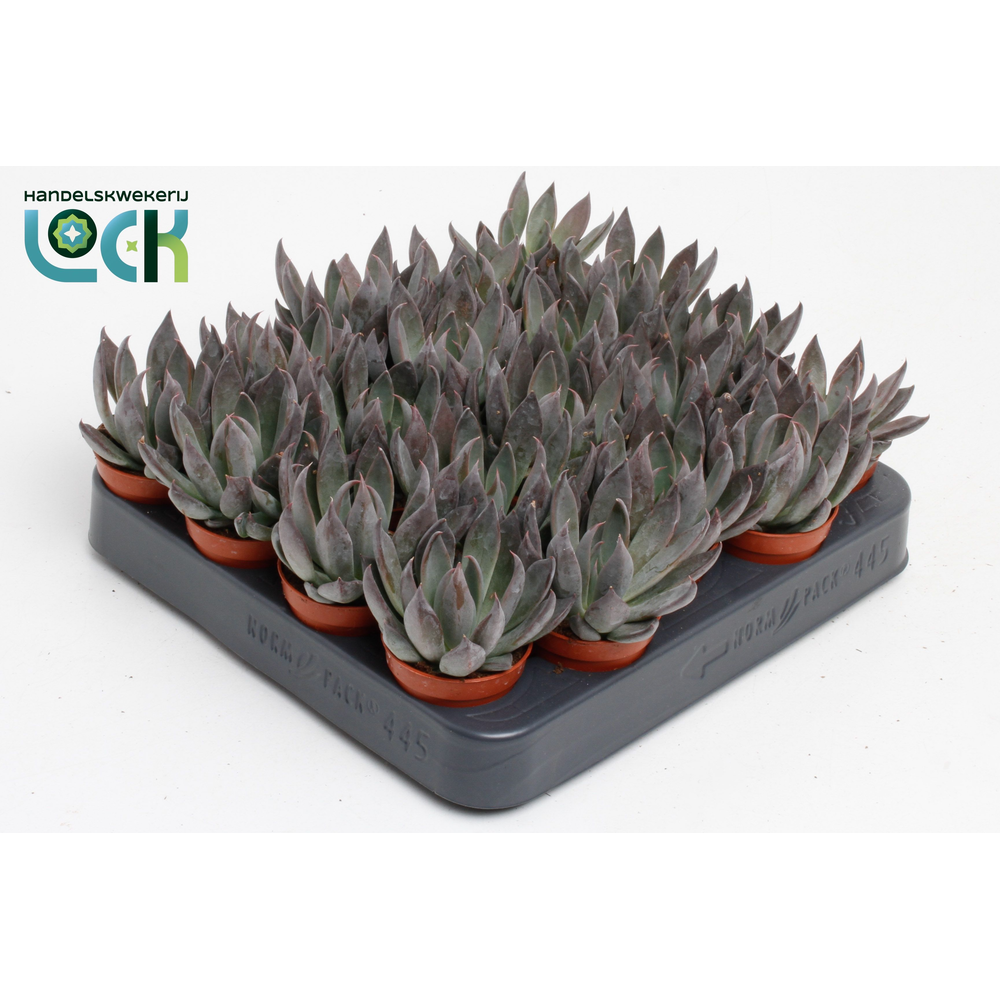 Echeveria Joost.