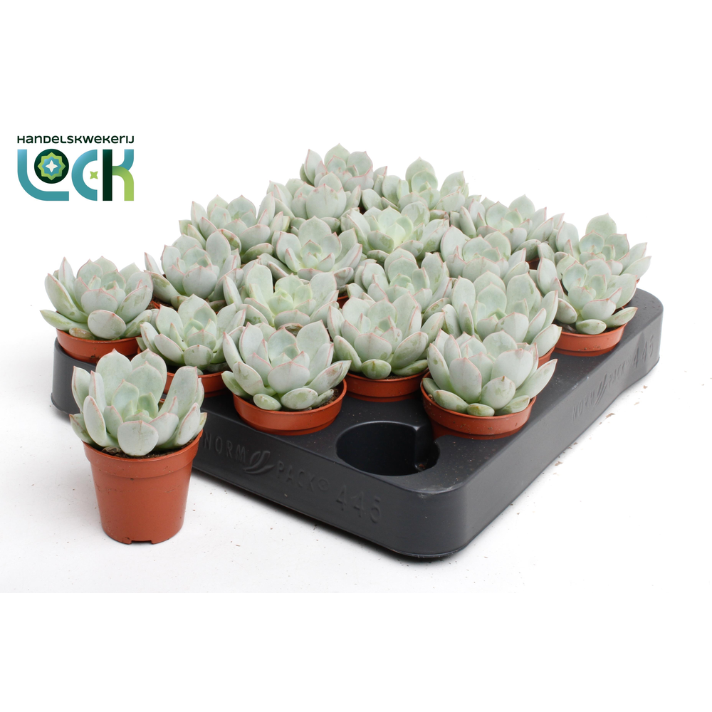 Echeveria Secunda.