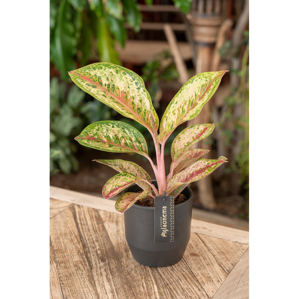 Aglaonema Painted Celebration.