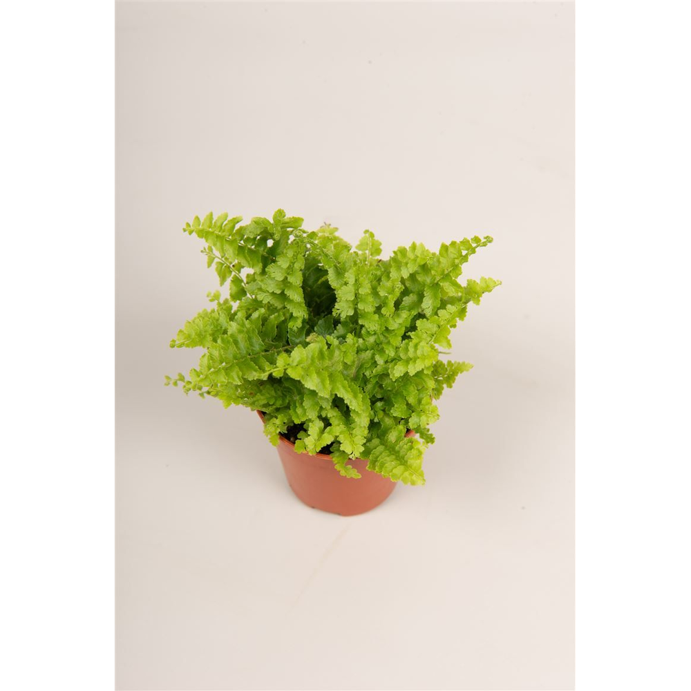 Nephrolepis ex. 'Green Fantasy'.