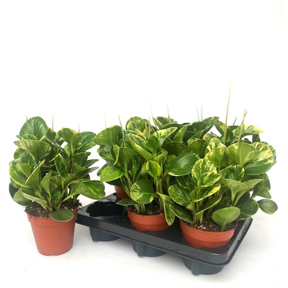 Peperomia Golden Gate.