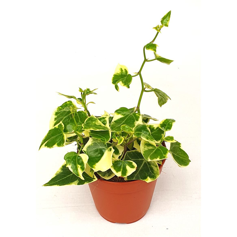 Senecio macroglossus Variegata.