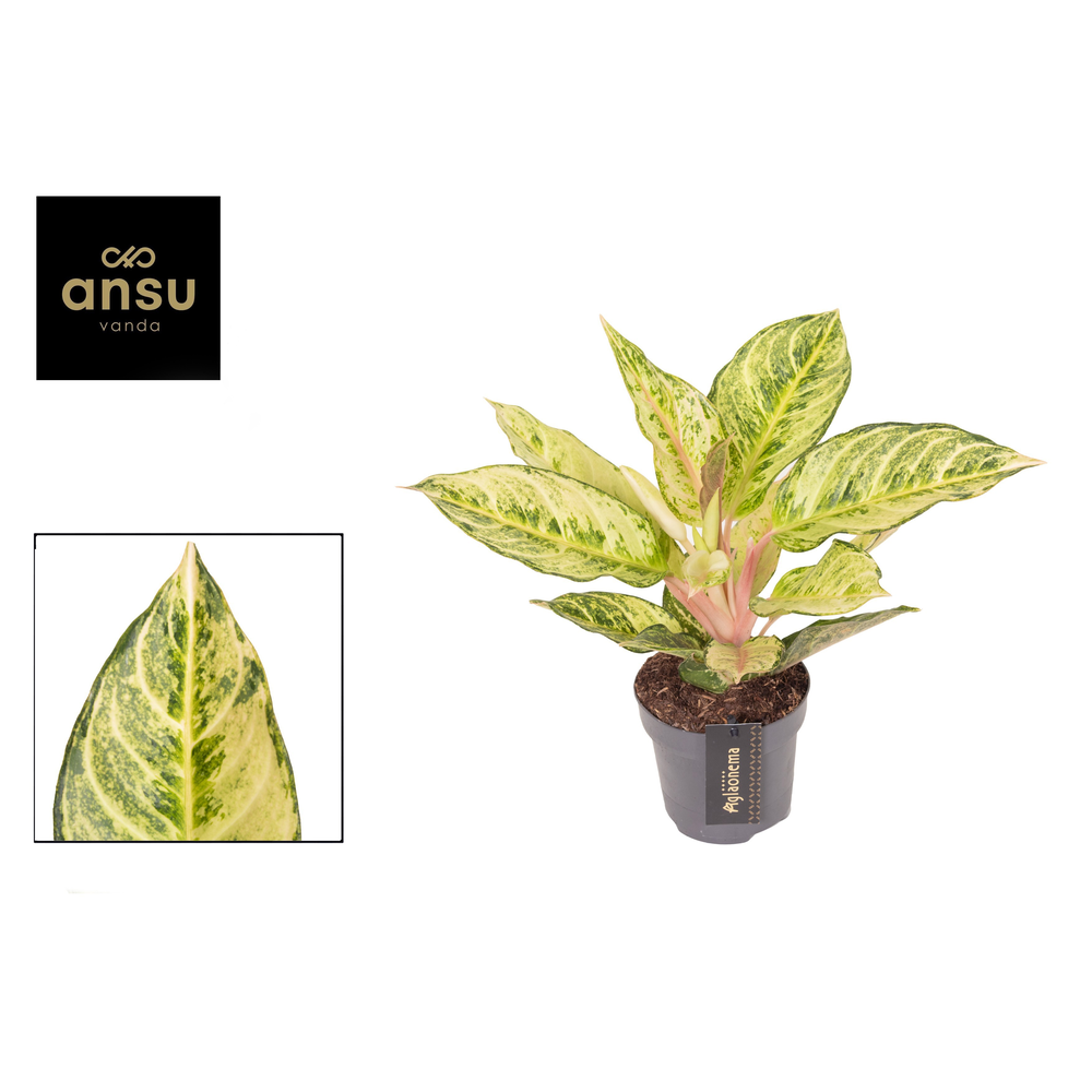 Aglaonema Chartreuse Pretty.