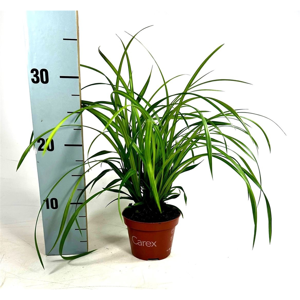 Carex mor. 'Irish Green'.