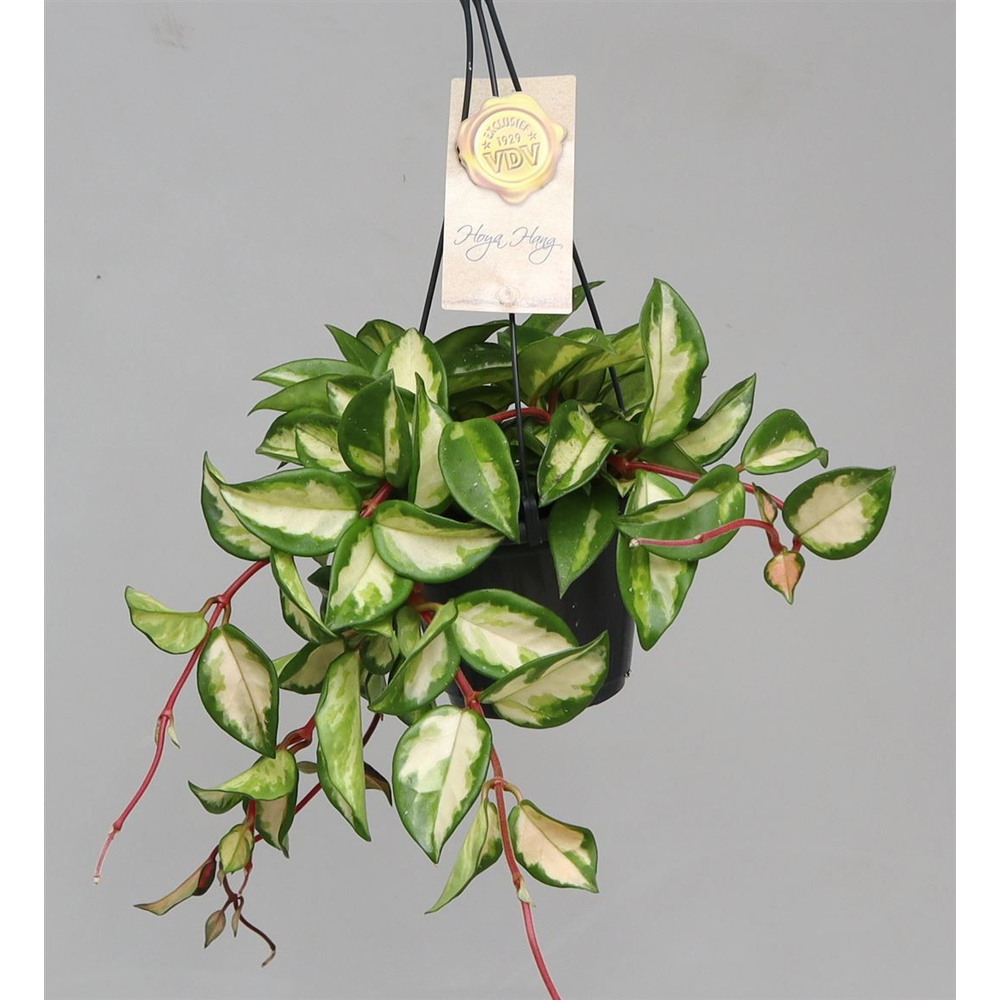 Hoya carnosa 'Tricolor' hangpot.
