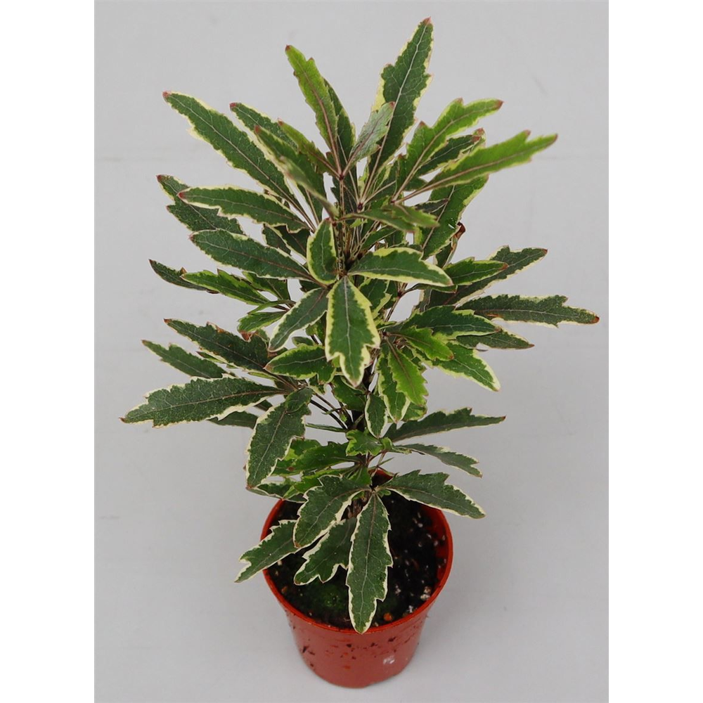 Dizygotheca eleg. 'Bianca'.