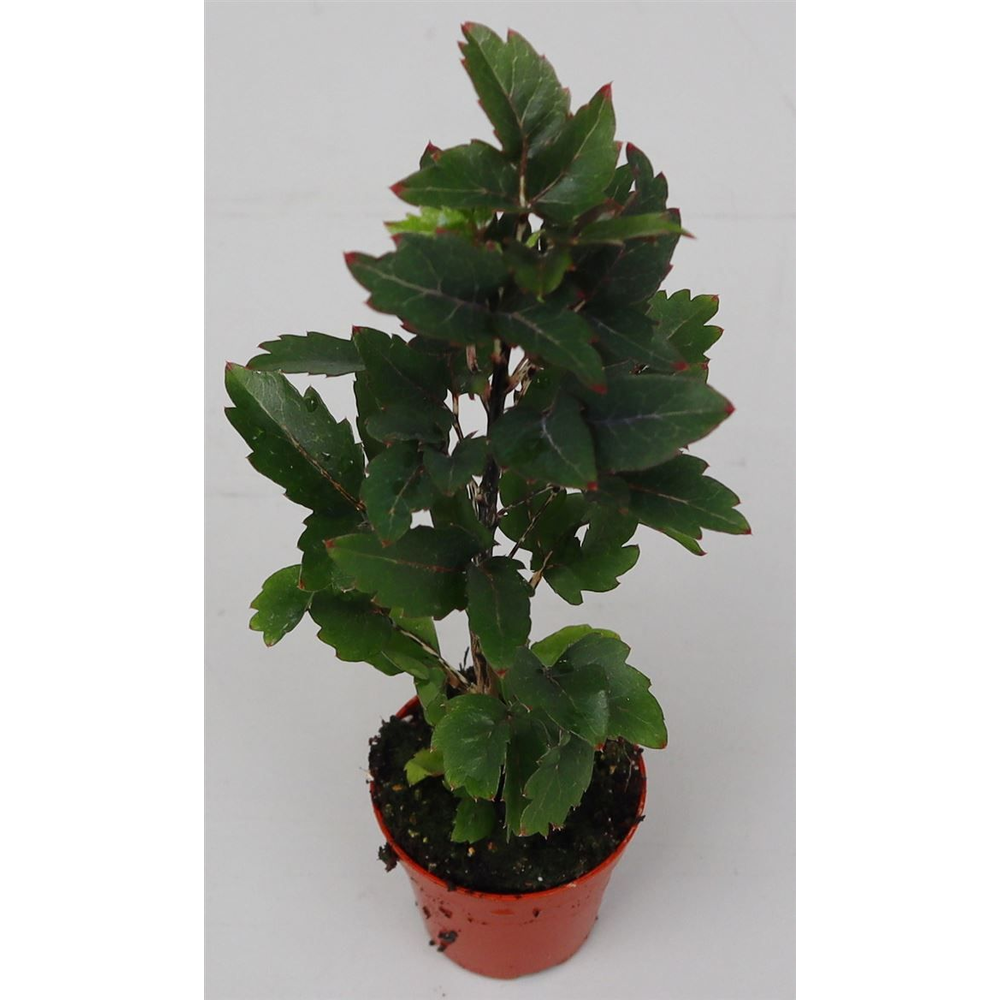 Dizygotheca eleg. 'Gemini'.