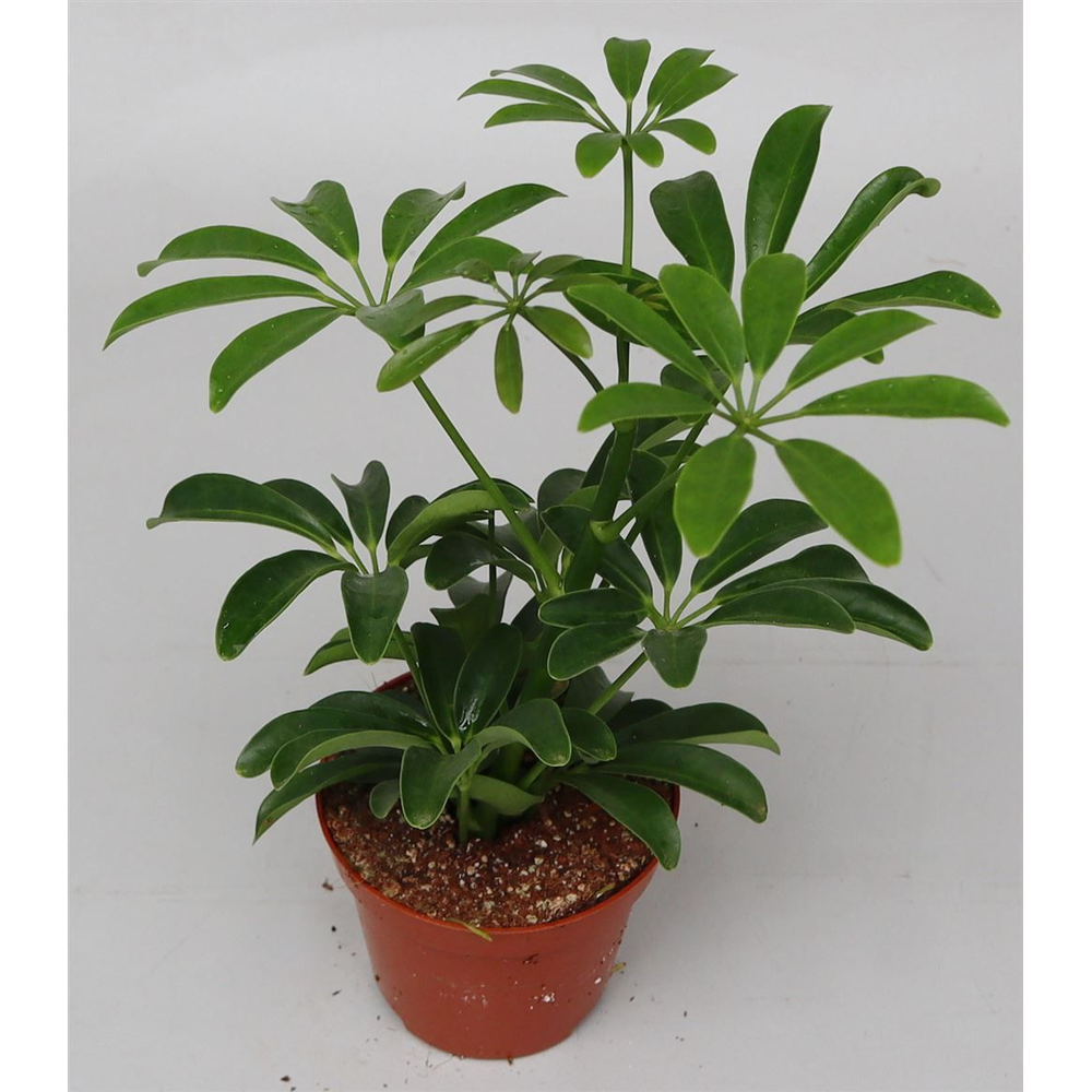 Schefflera ar. 'Luseana'.