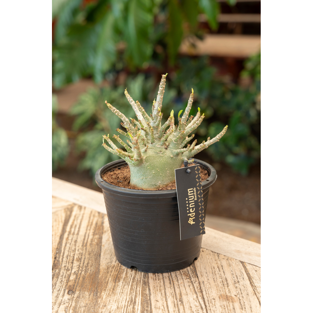 Adenium "Ansu" Baobab.