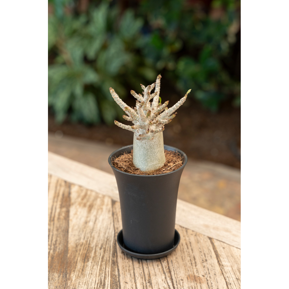 Adenium "Ansu" Baobab in sierpot XL.