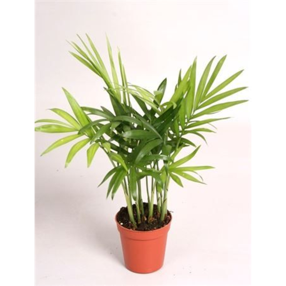 Chamadorea Elegans.