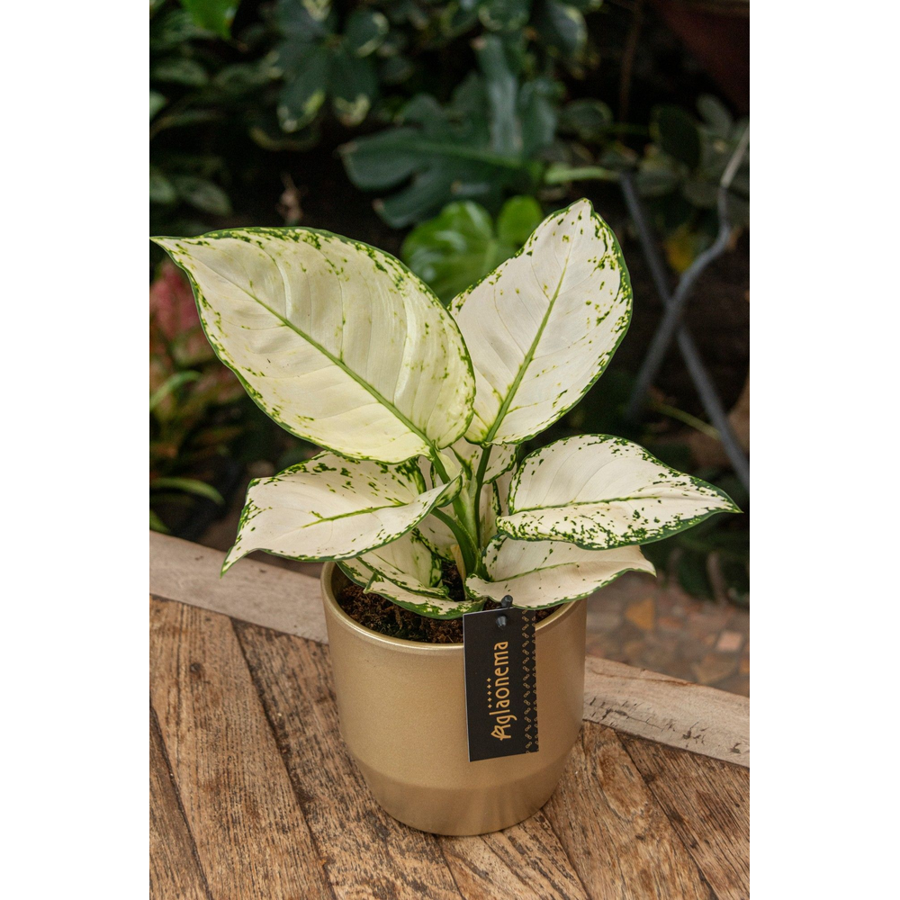 Aglaonema White Joy A2.