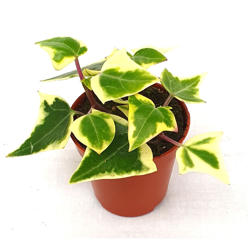Senecio macroglossus Variegata.