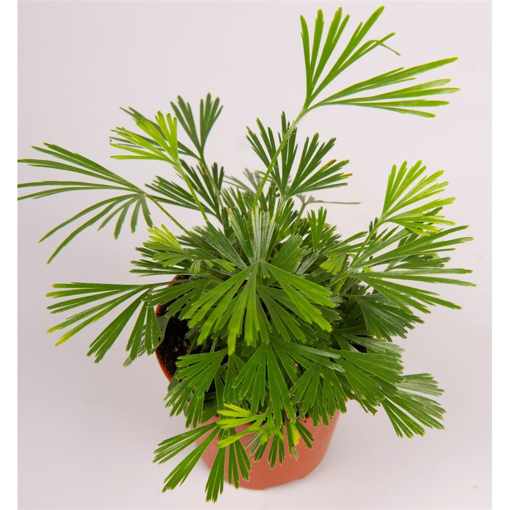 Actiniopteris australis.