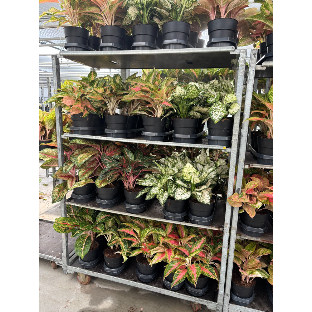 Aglaonema A2 Mix.