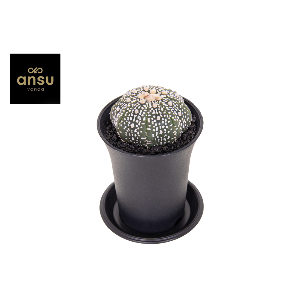 Astrophytum Asterias.