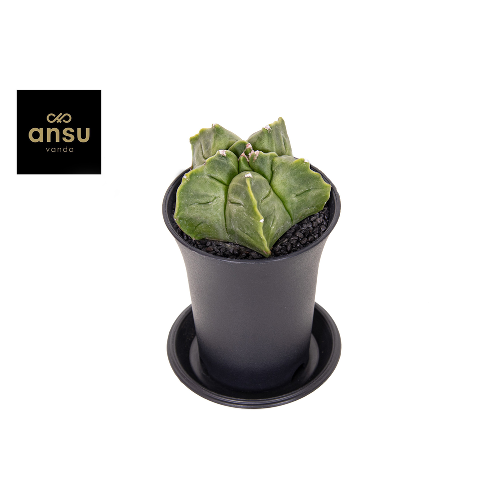 Astrophytum Myriostigma.