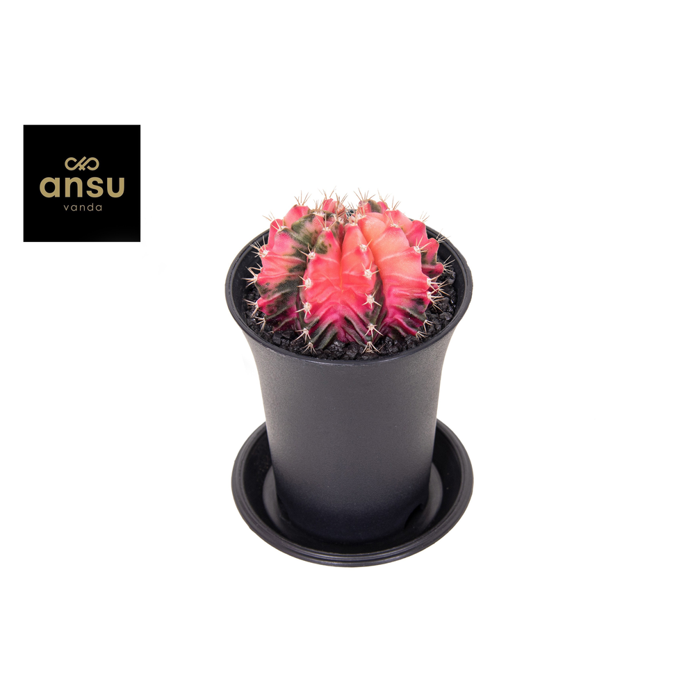 Gymno Cactus 'Variegated' EXTRA COLORED.