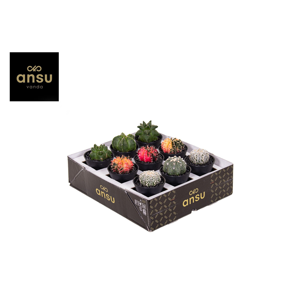 Exclusive Cactus Mix.