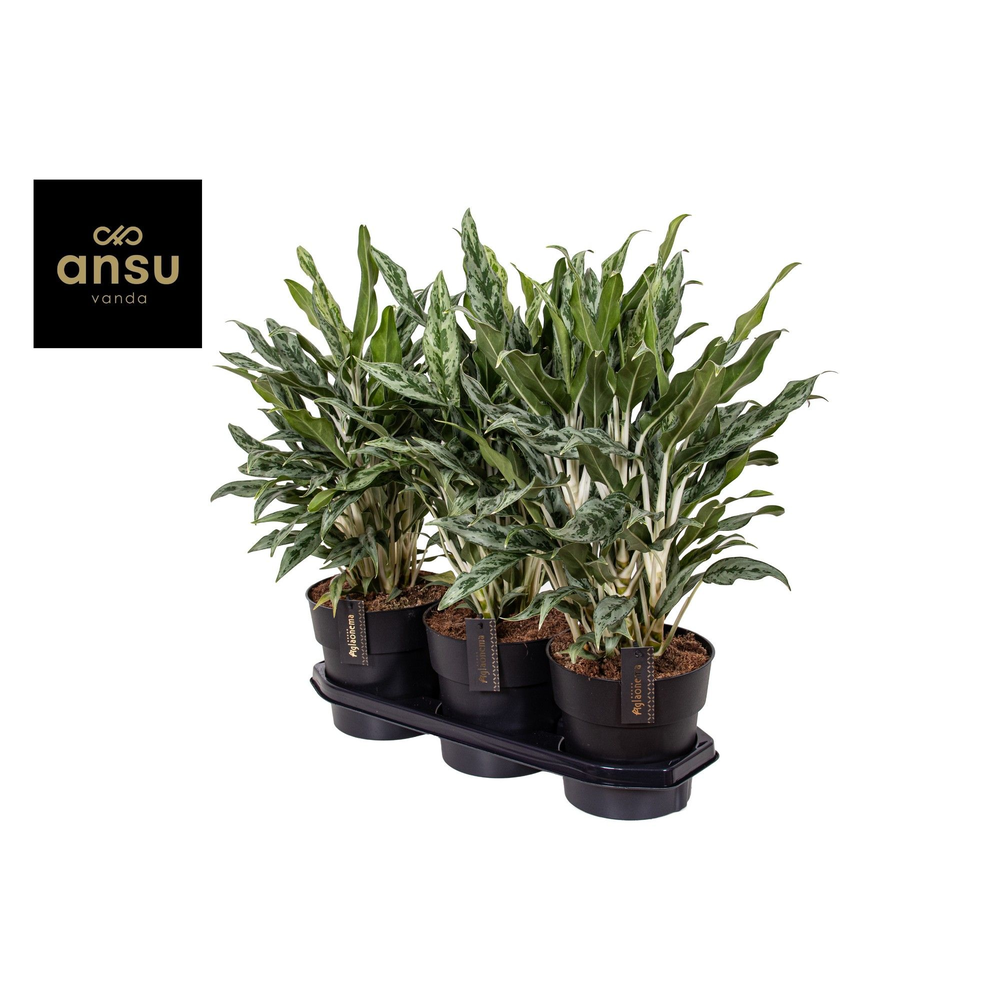 Aglaonema Greyhound.