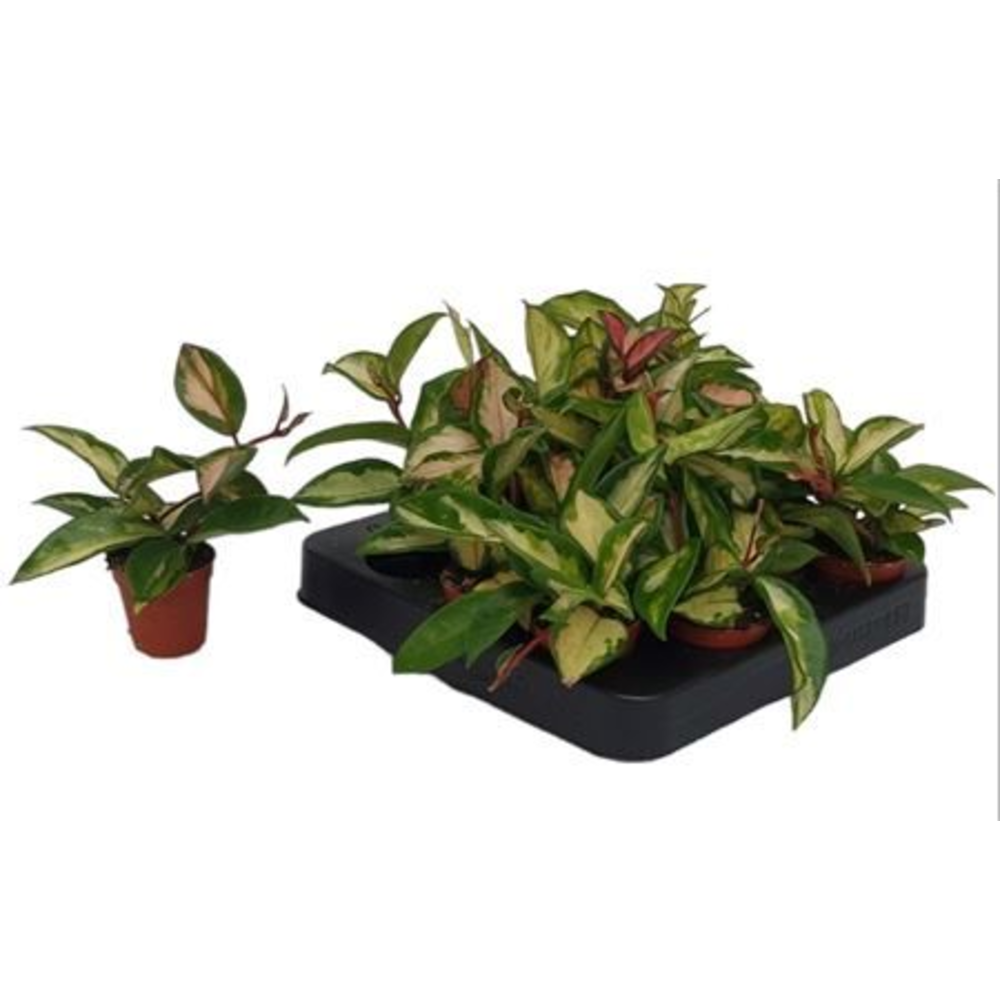 Hoya carnosa 'Tricolor'.