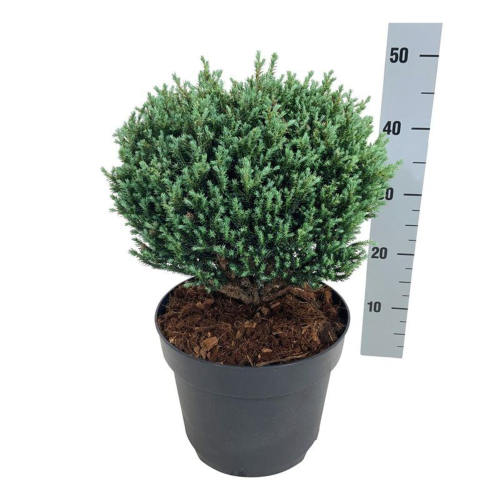 Chamaecyparis p. 'Blue Moon' PBR.