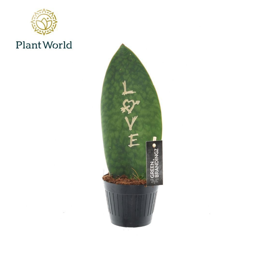 Sansevieria Green Brandingz Love.