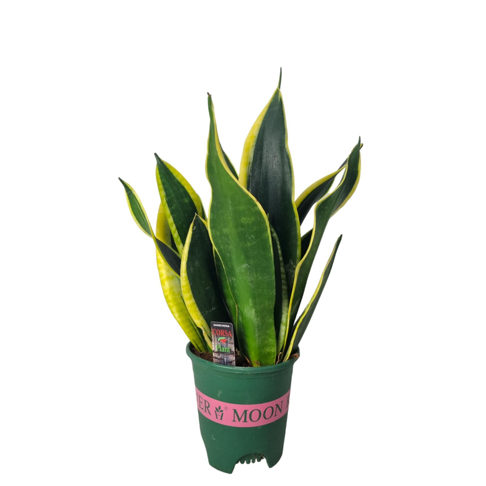 Sansevieria Black Gold 14 cm.