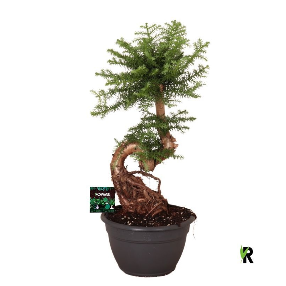Araucaria bidwillii bonsai.