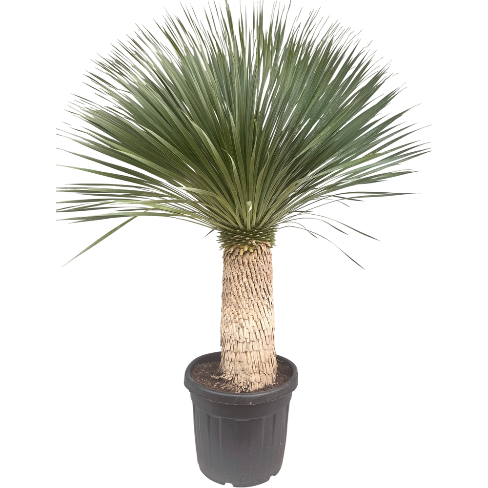 Yucca rostrata P55 stam 75/85.