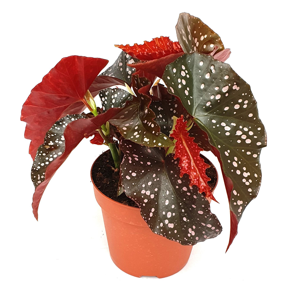 Begonia 'Crackling Rosie'.