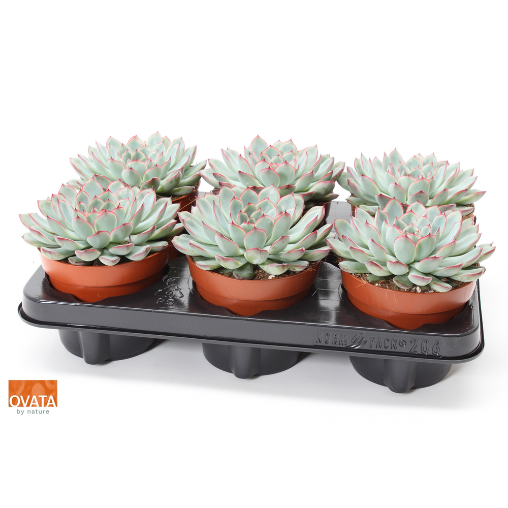 Echeveria sky pearl 12.