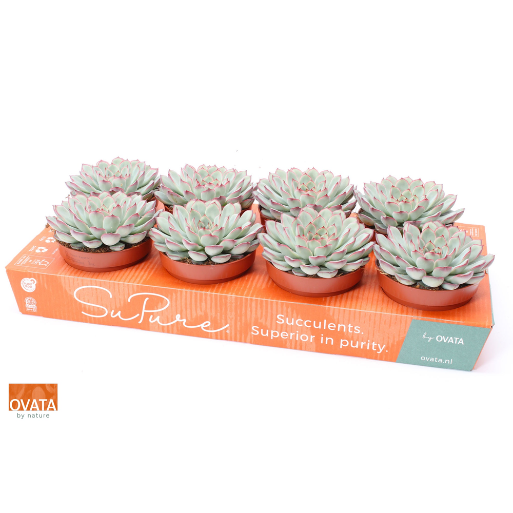 Echeveria sky pearl 12.