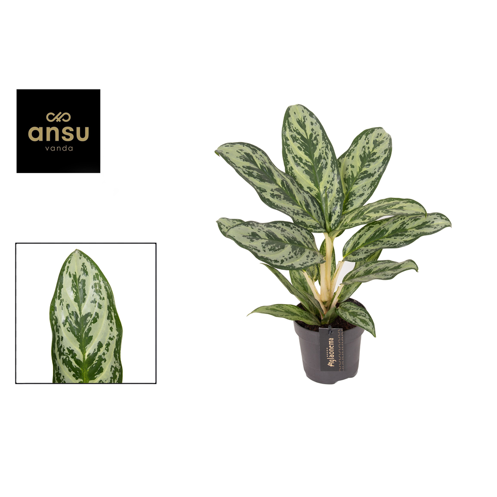 Aglaonema Laurel Green.