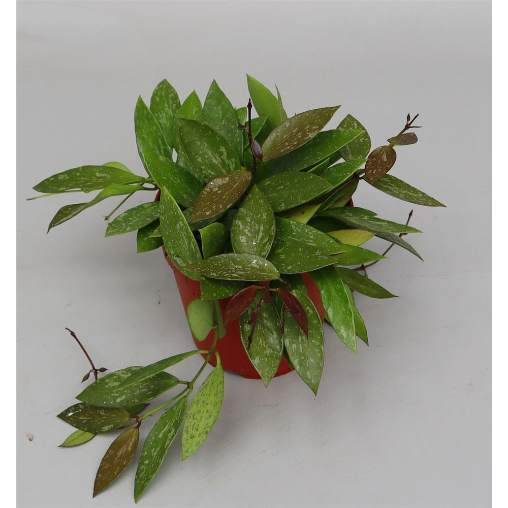 Hoya carnosa 'Gracilis'.