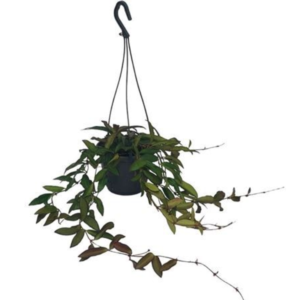 Hoya 'Rosita' hangpot.