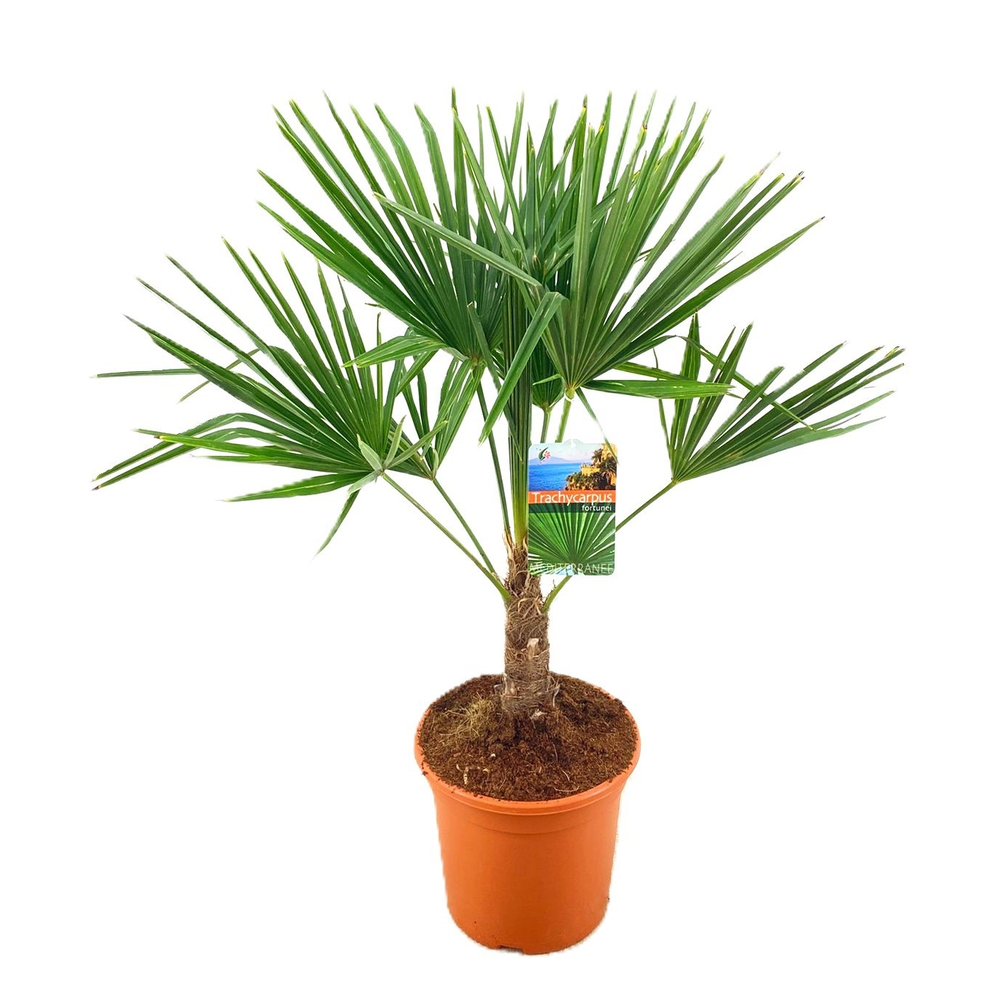 Trachycarpus fortunei.