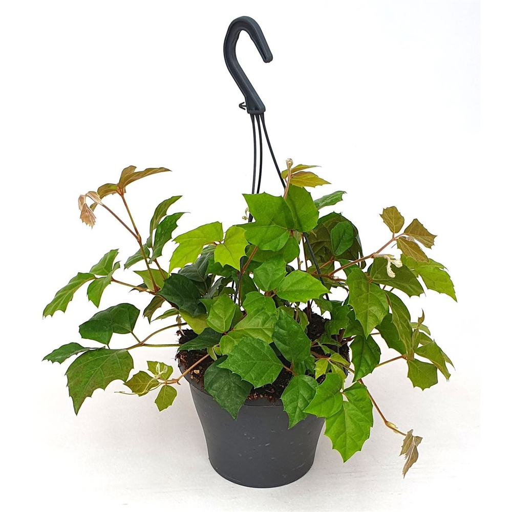 Cissus Rhombifolia hang.