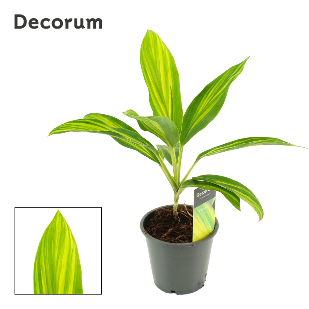 Cordyline Vanilla Queen 12 cm (Decorum).