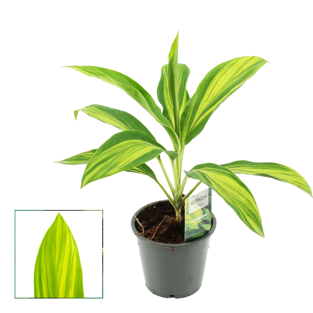 Cordyline Vanilla Queen 12 cm (Scenza).